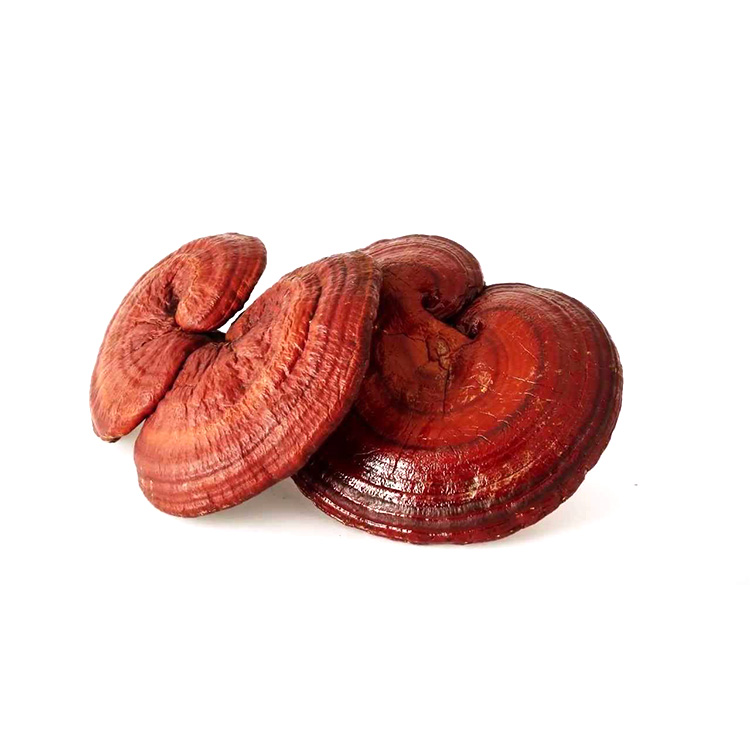 Best Reishi for Energy and Focus